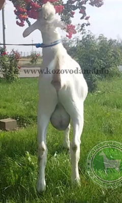 Джем 2 ЛПХ Зааненталь.jpg