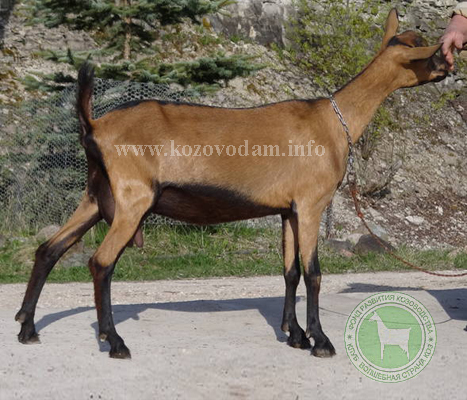 Лаванда 1 ЛПХ Смирновских.jpg