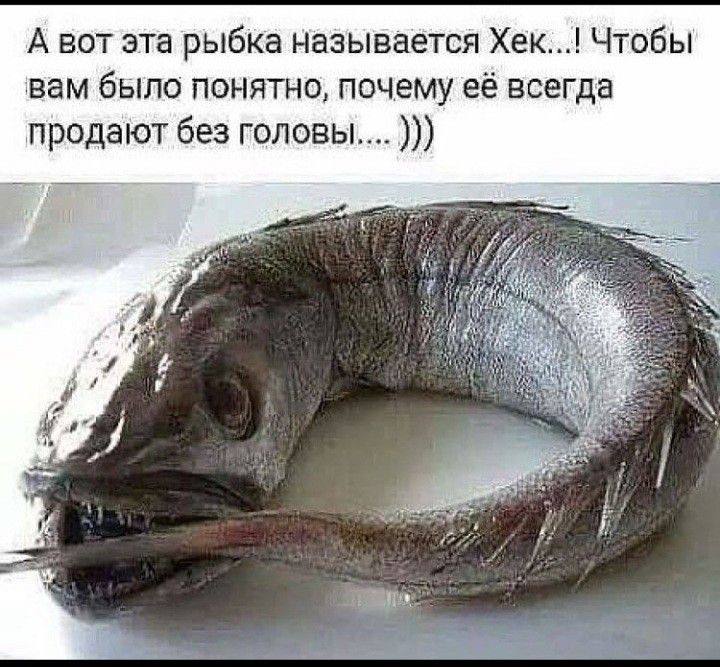 Хек.jpeg