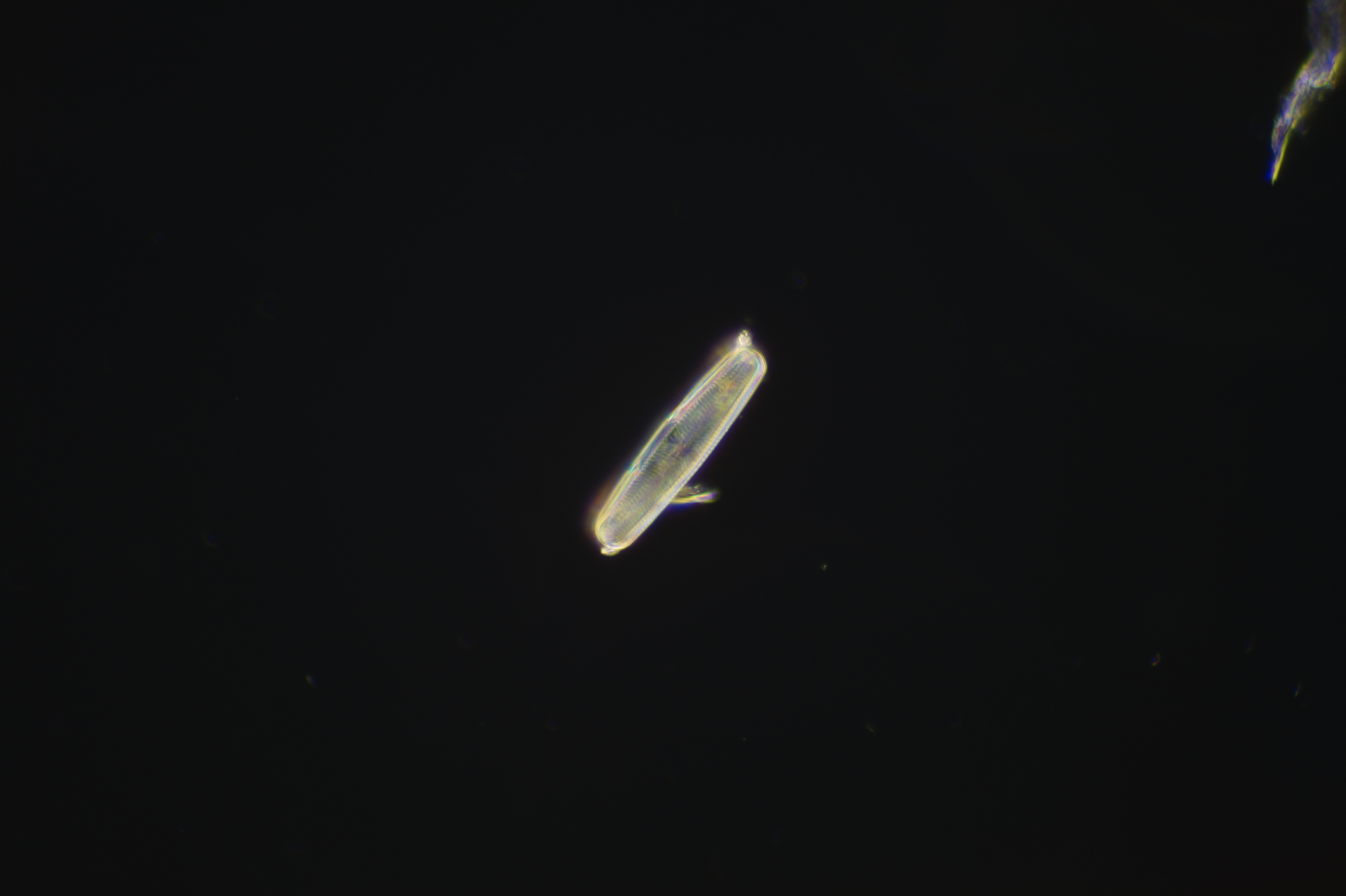 DSC07406.JPG