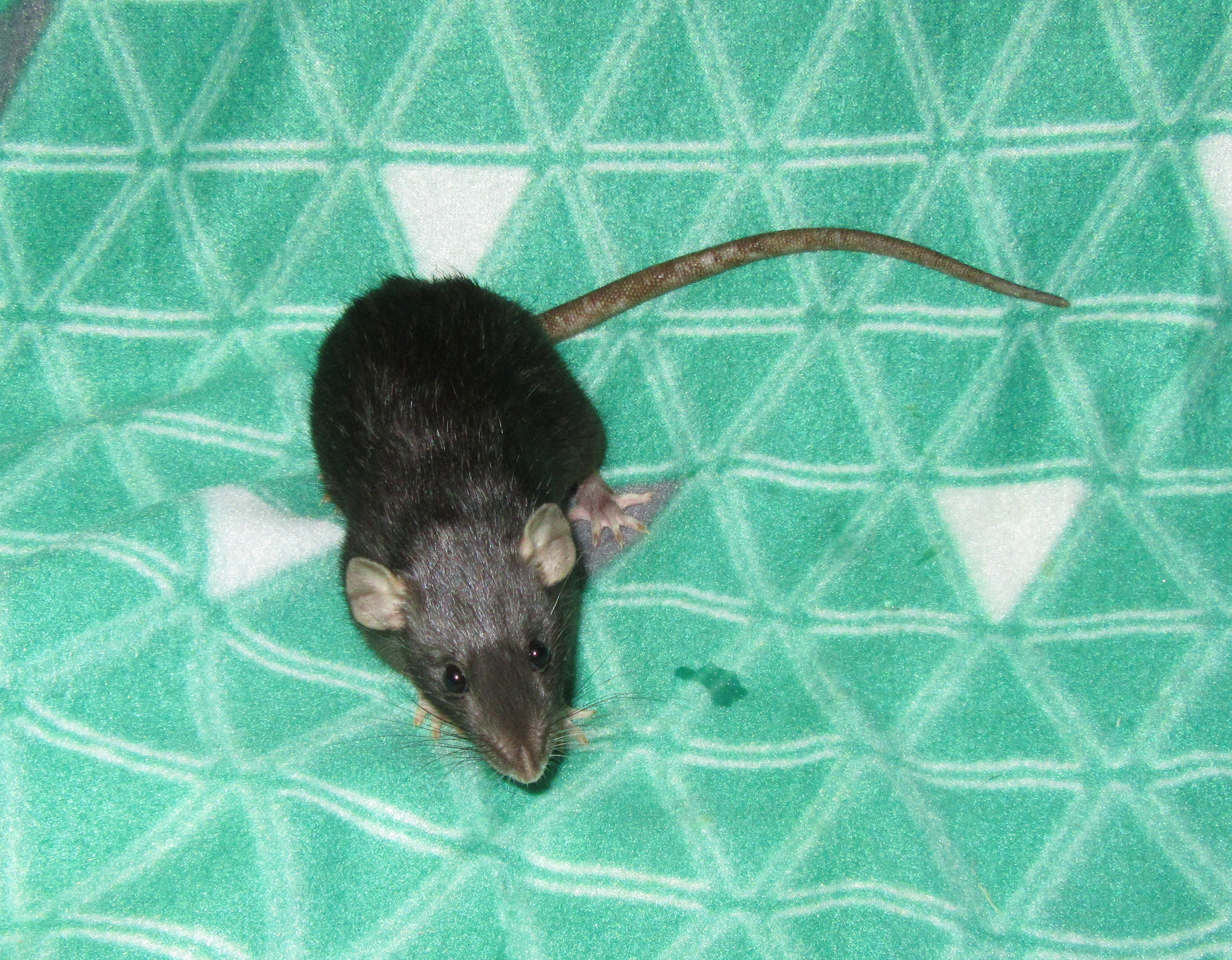 Вупи Голдберг 01.jpg