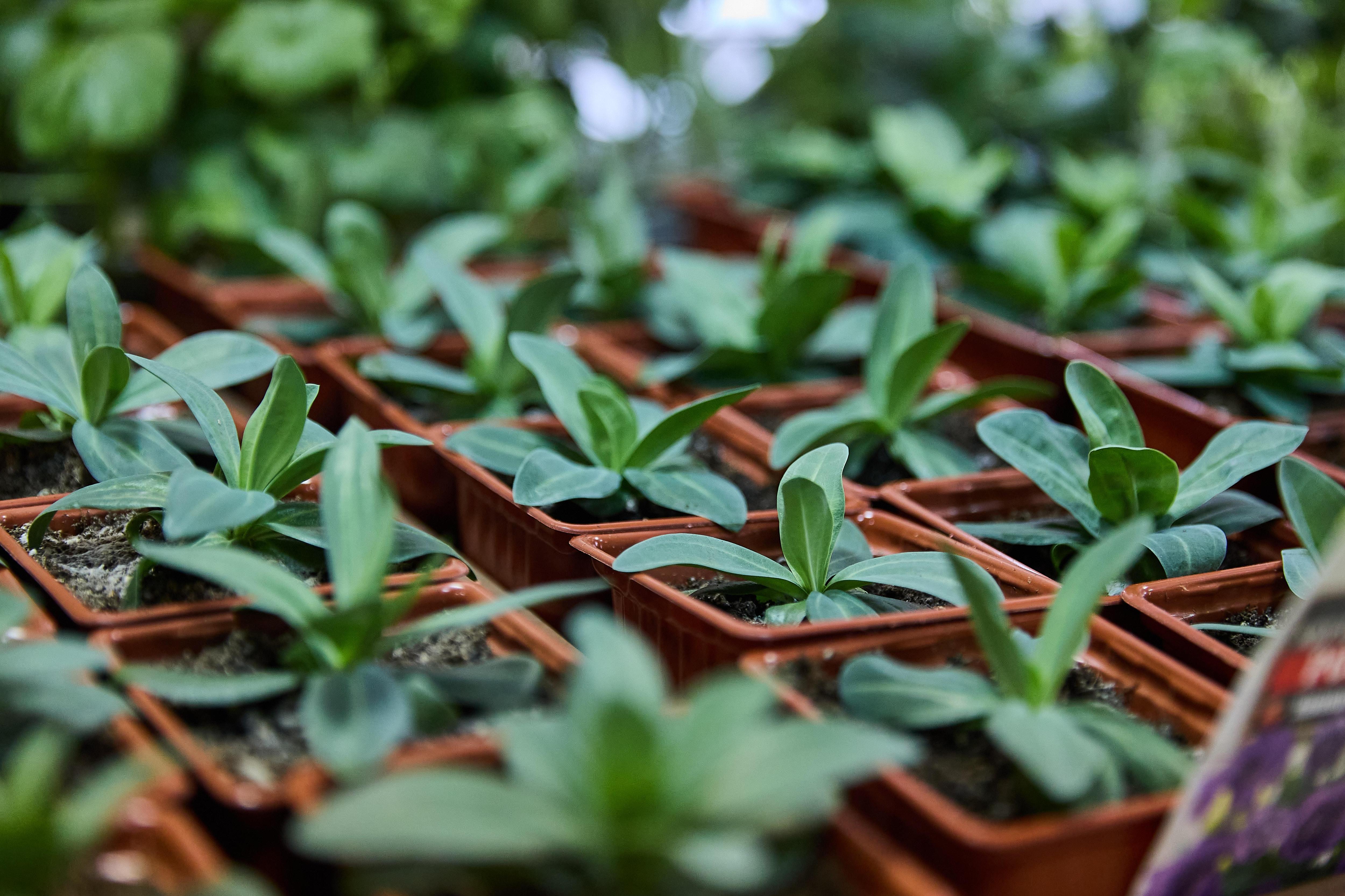 Янтарная кислота и биопрепараты: инструкция по применению для рассады