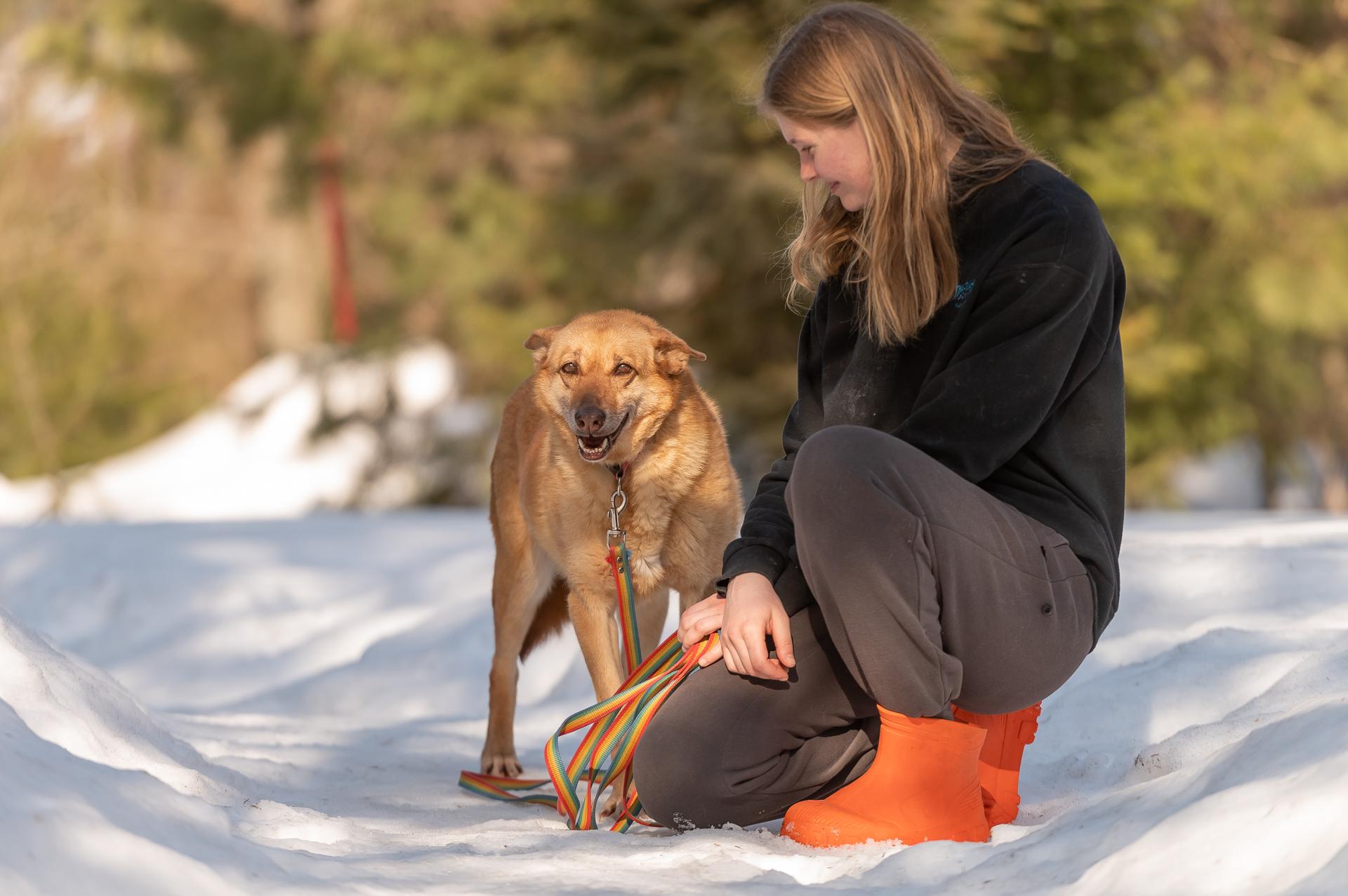 Пермская собака Конфета ищет дом 10 лет в приюте «Доброе сердце»