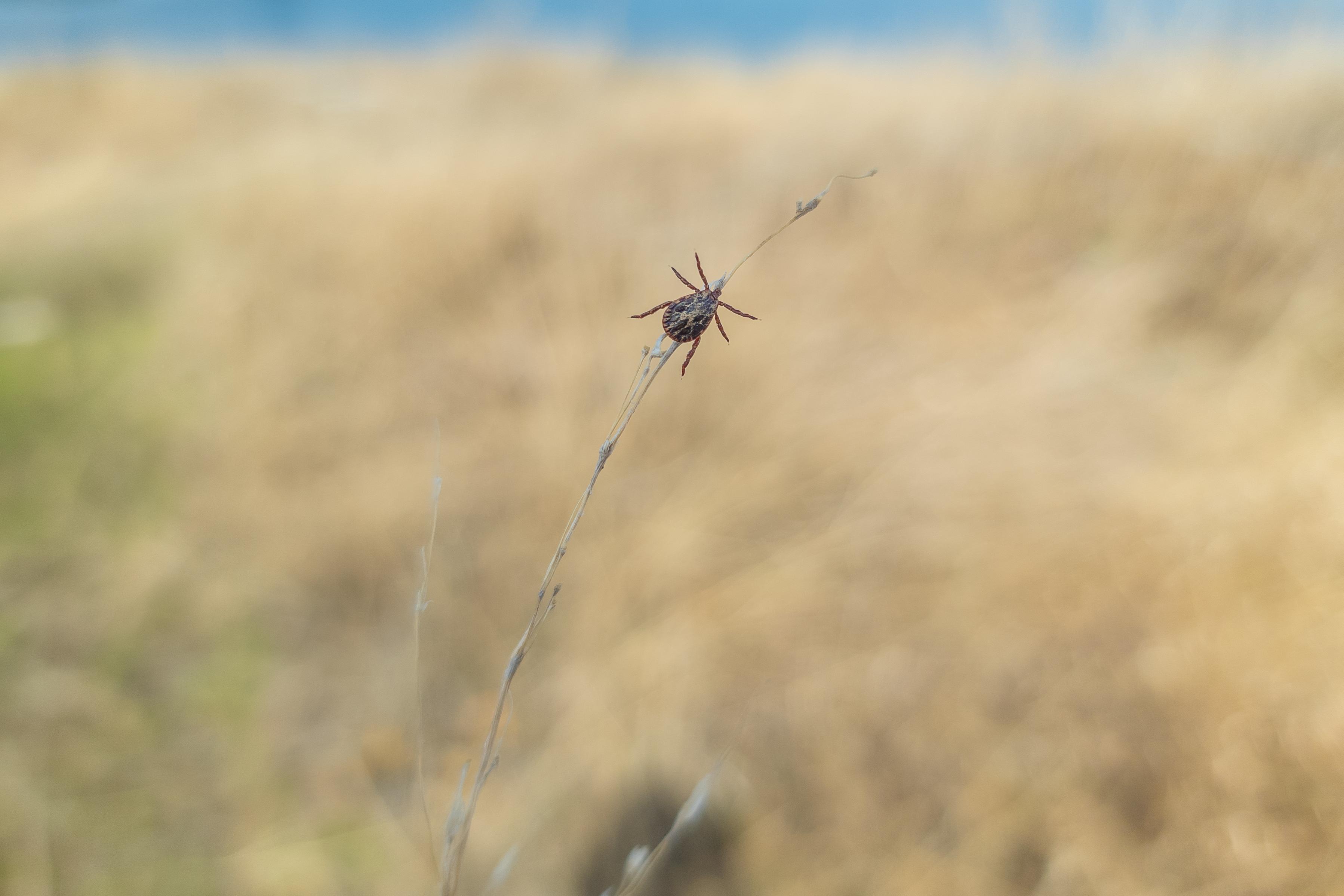 В Пермском крае появились опасные клещи Хиаломма: активные охотники