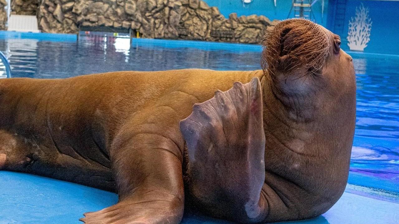 Морж Миша: 13 лет звездной жизни в Приморском океанариуме