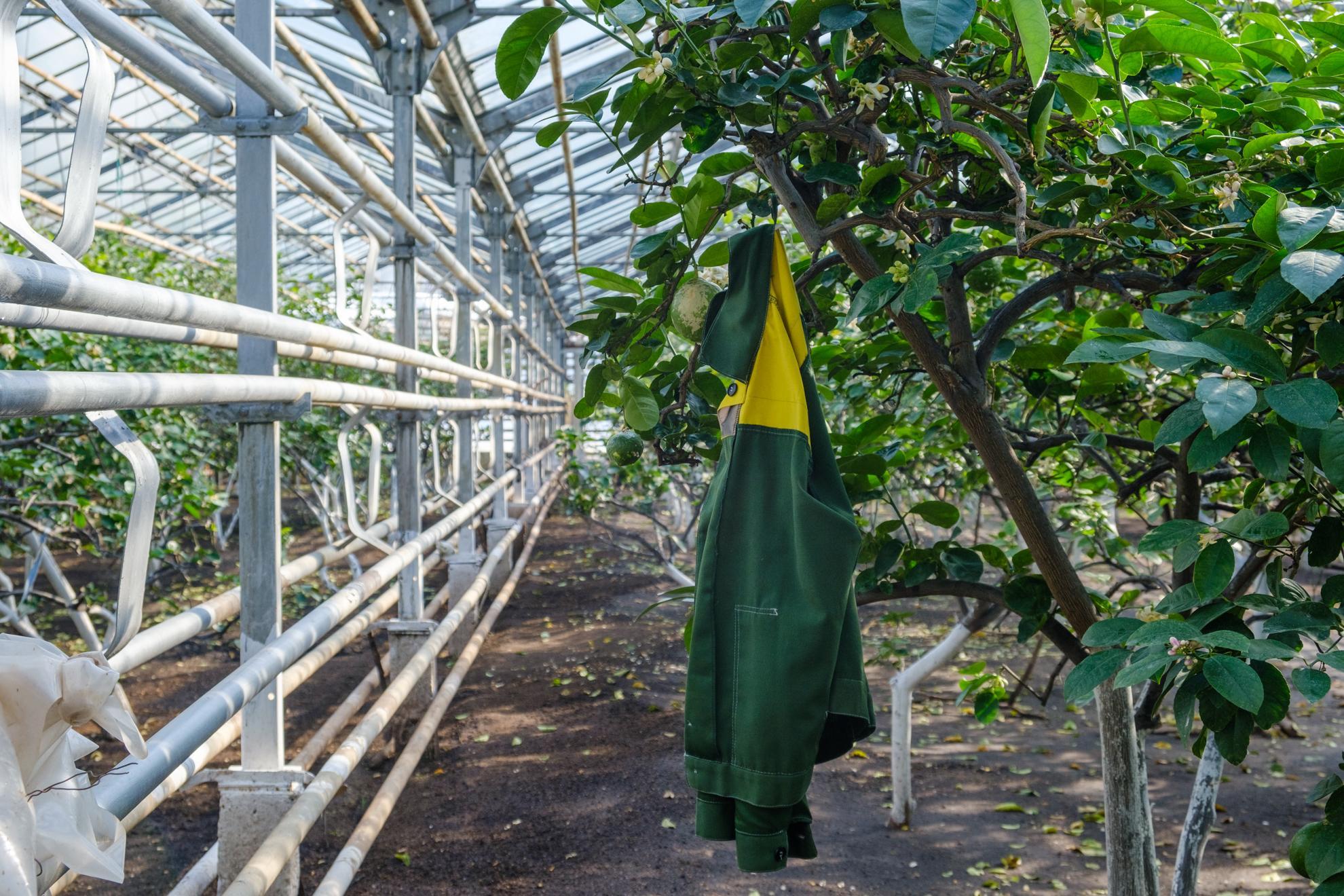 Запретные грядки: пермских дачников предупредили о тюремных сроках за мак и ипомею