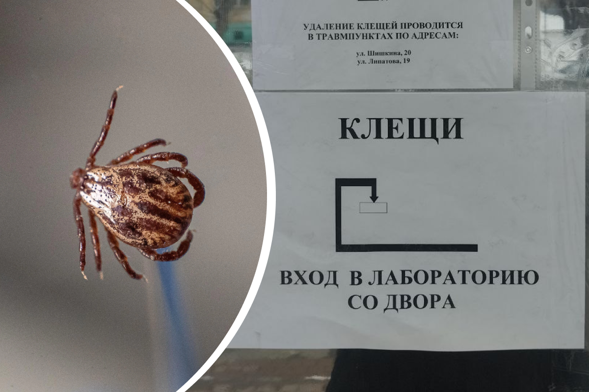 В Перми сдача клеща на анализ в выходные превратилась в дорогой квест