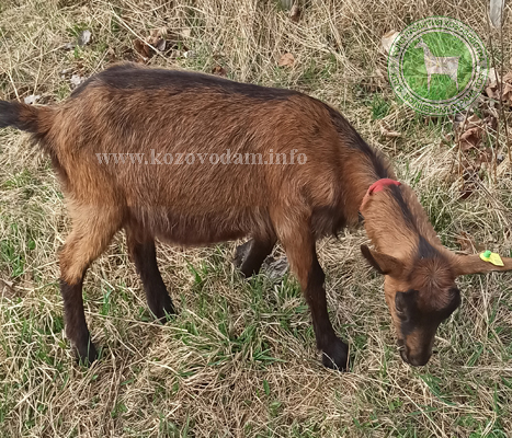 Йота 1 Kva goats.jpg