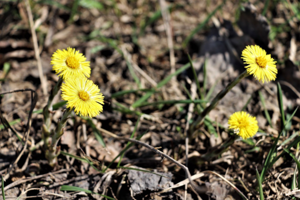 В Пермском крае ожидается потепление до +12 градусов к концу недели