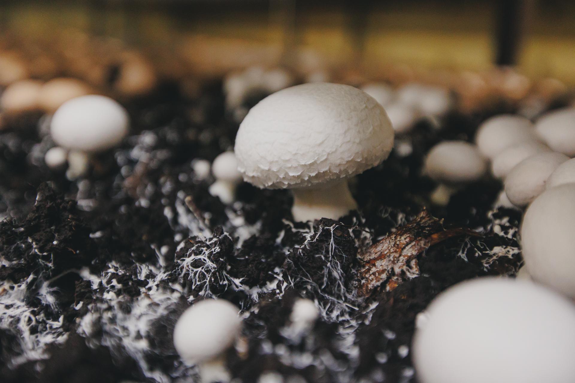 Весенний сбор грибов: пять съедобных видов для любителей тихой охоты