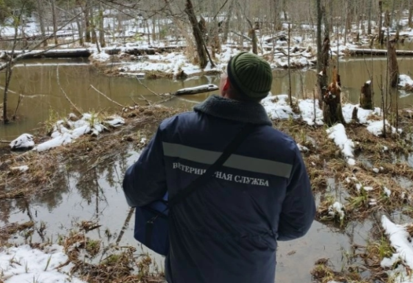 В Нытвенском округе нашли трупы диких животных — пять лосей и кабан