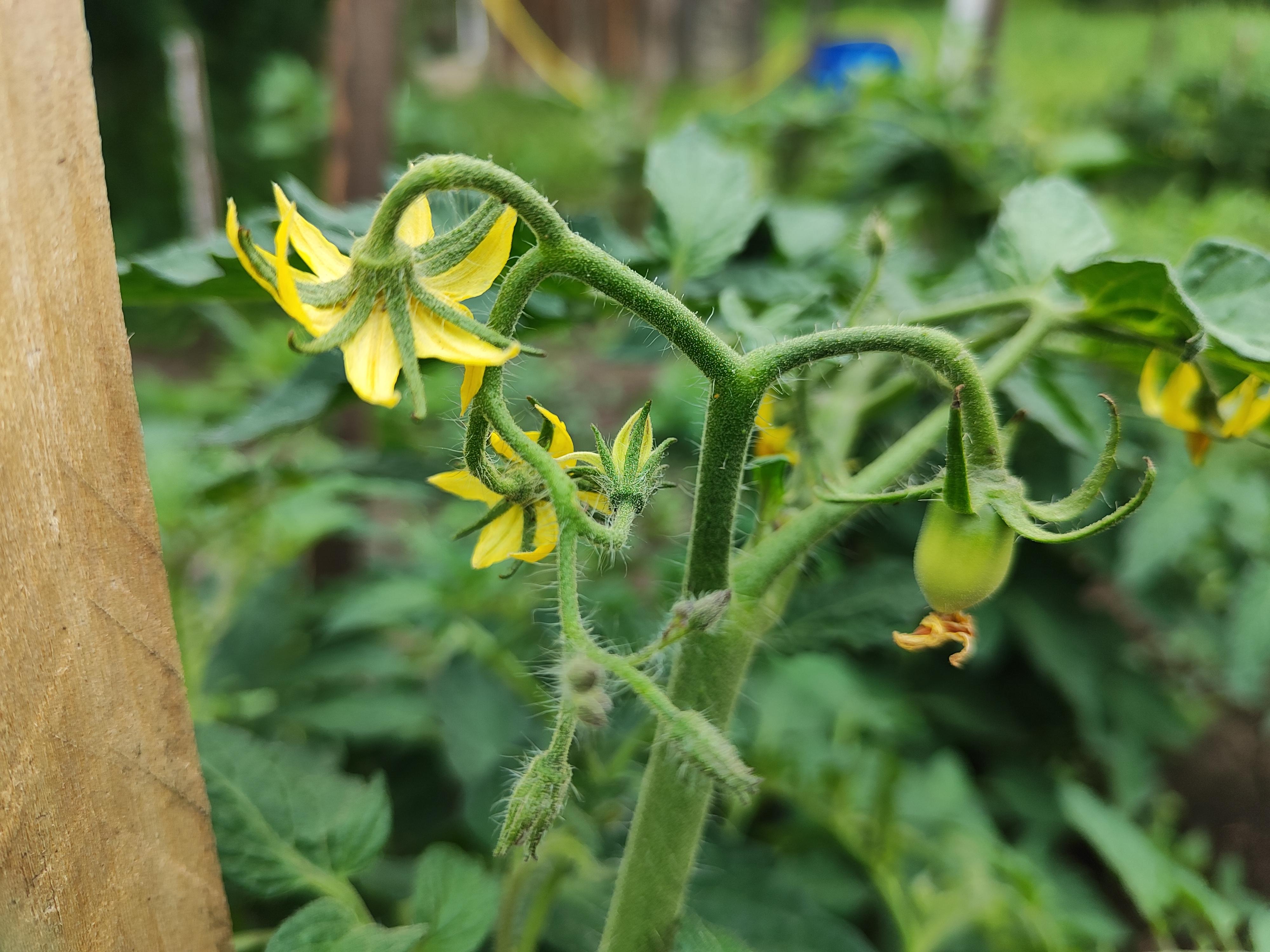 Когда и как высаживать рассаду помидоров в открытый грунт в Пермском крае