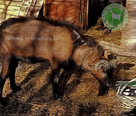 Финик 1 Kva goats.jpg