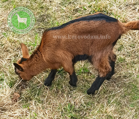 Фасоль 2 Kva goats.jpg