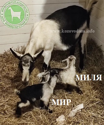Мир и Миля IrinaNZ.jpg