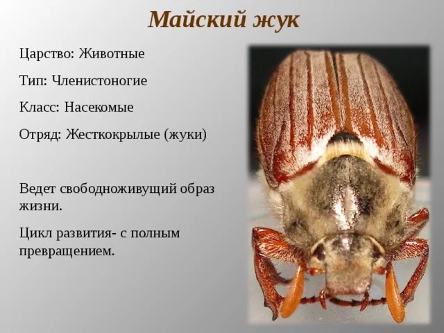 https://i6.imageban.ru/out/2026/05/18/079db770f753b35615558c2555cea588.jpeg