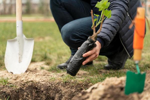 В Пермском крае восстановили леса на площади 675 гектаров