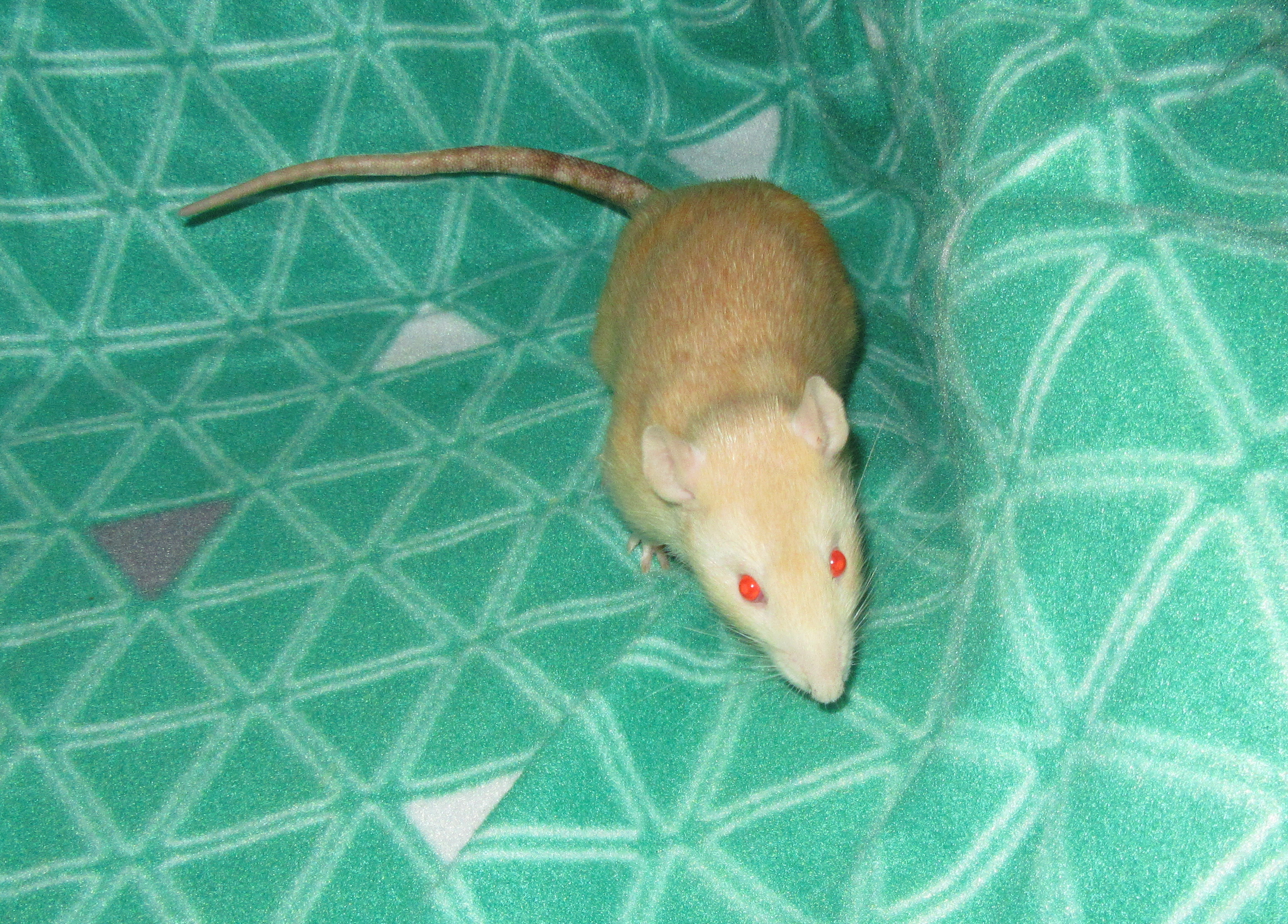 Мишель 01.jpg