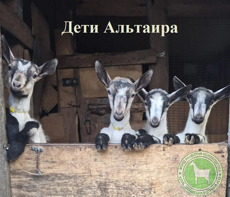 Кама Камелия Космос Ландыш.jpg