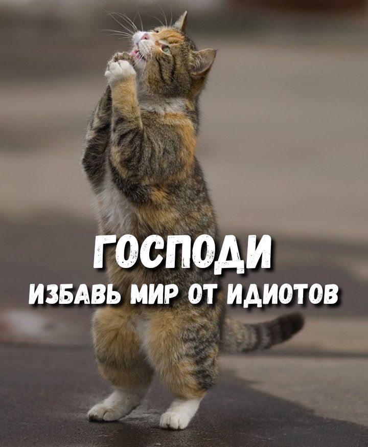 f81a9c4439cd930cb4f2c55386e66f77.jpg