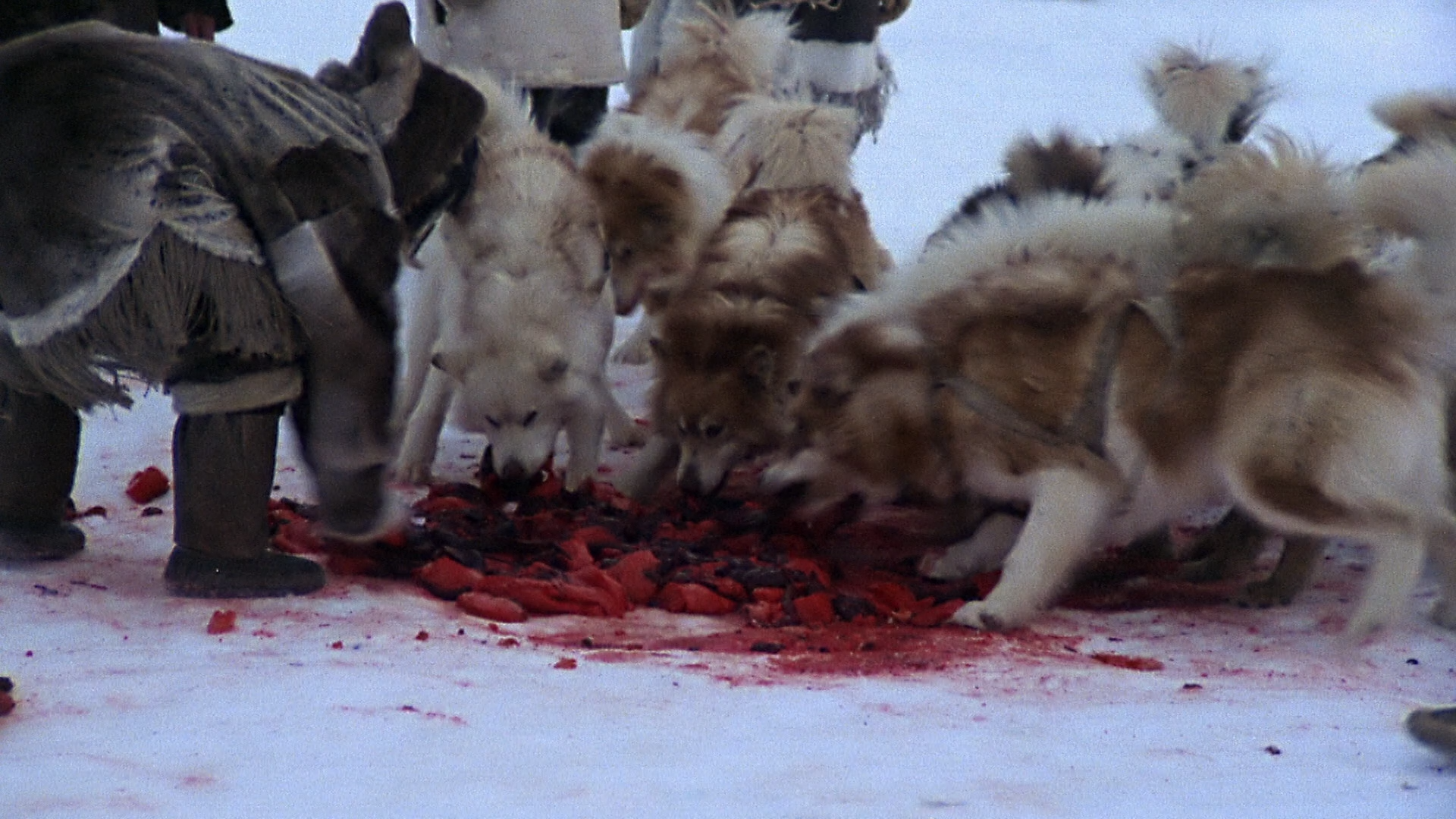 The.White.Dawn.1974.BDRemux.1080p.mkv_snapshot_00.14.22.487.png