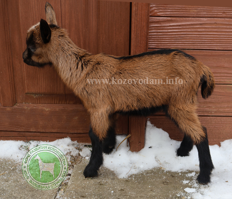 Осока 2 ЛПХ Смирновских.JPG