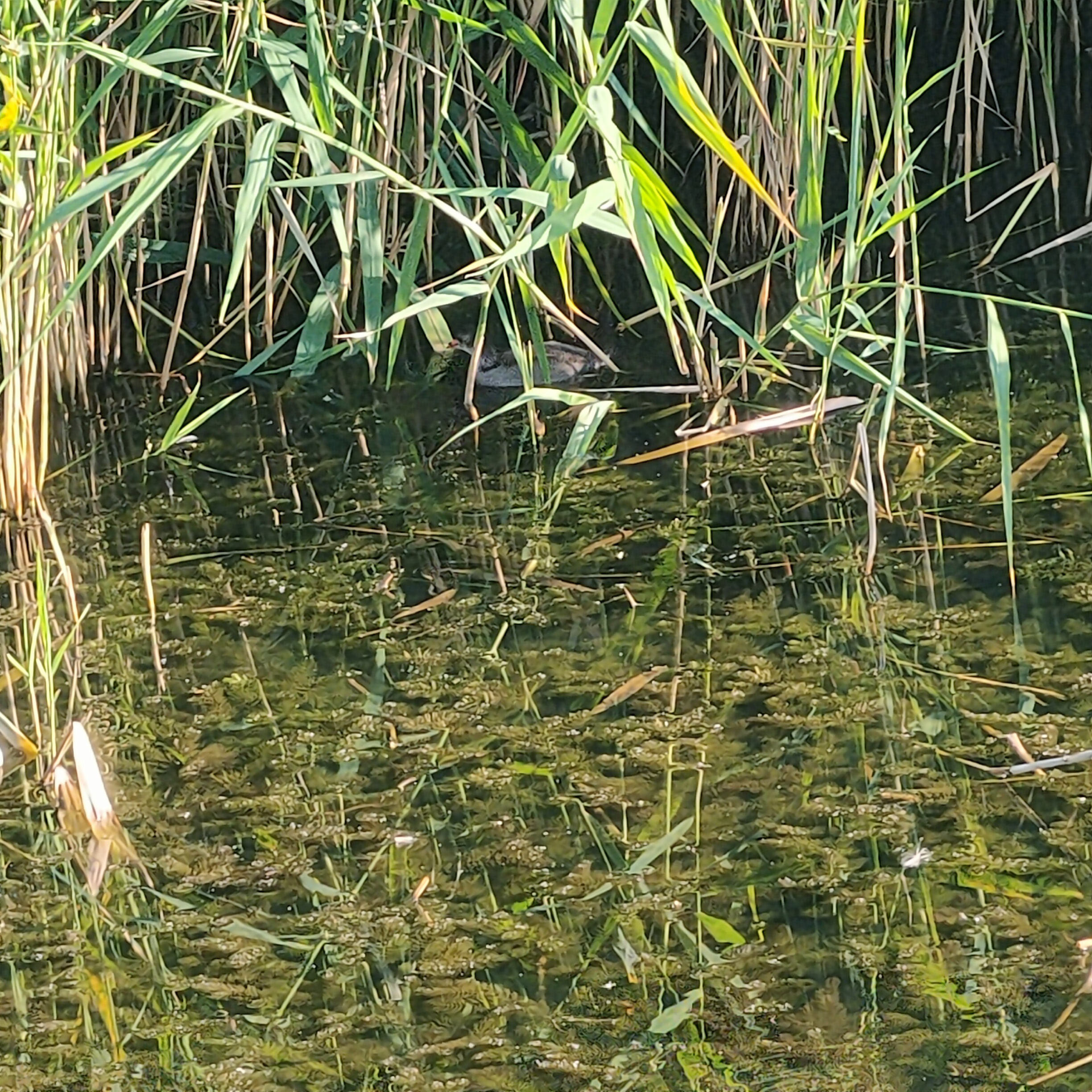 IMG20260720172012.jpg