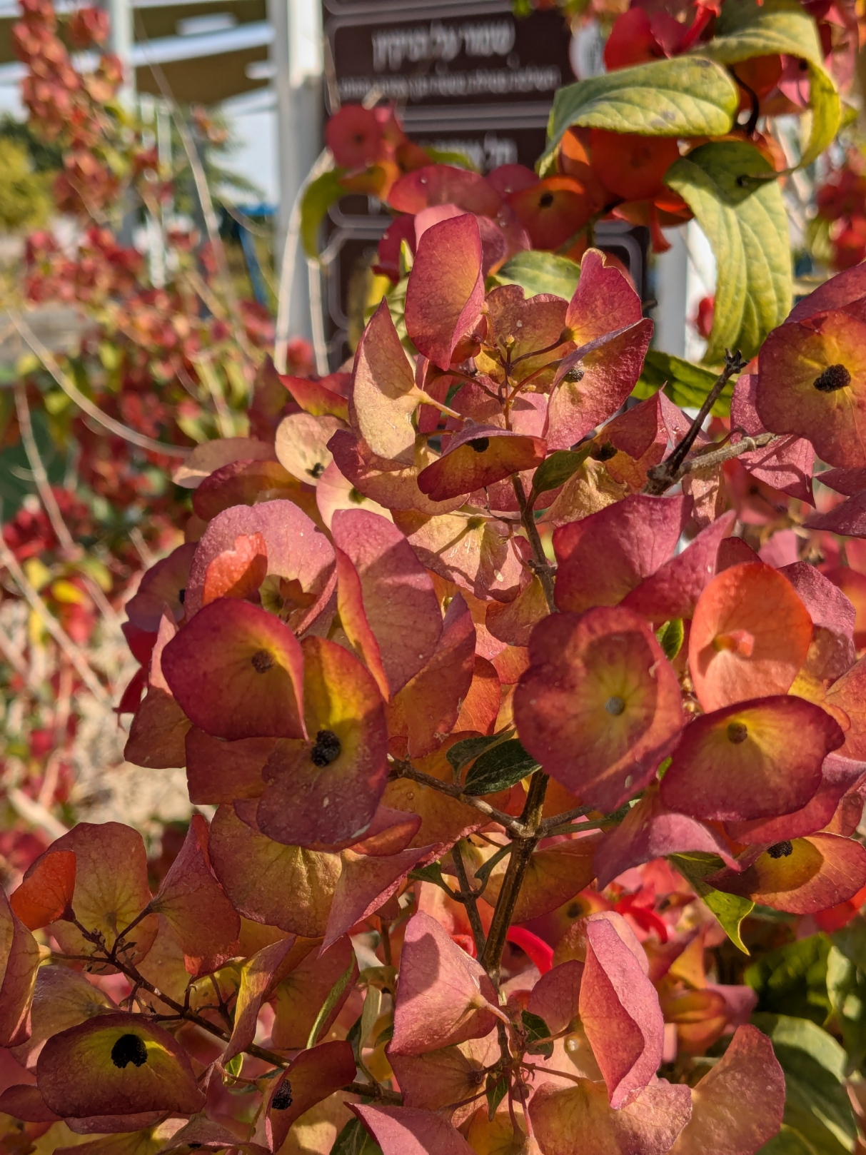 Holmskioldia_20241211_064543944.MP.jpg