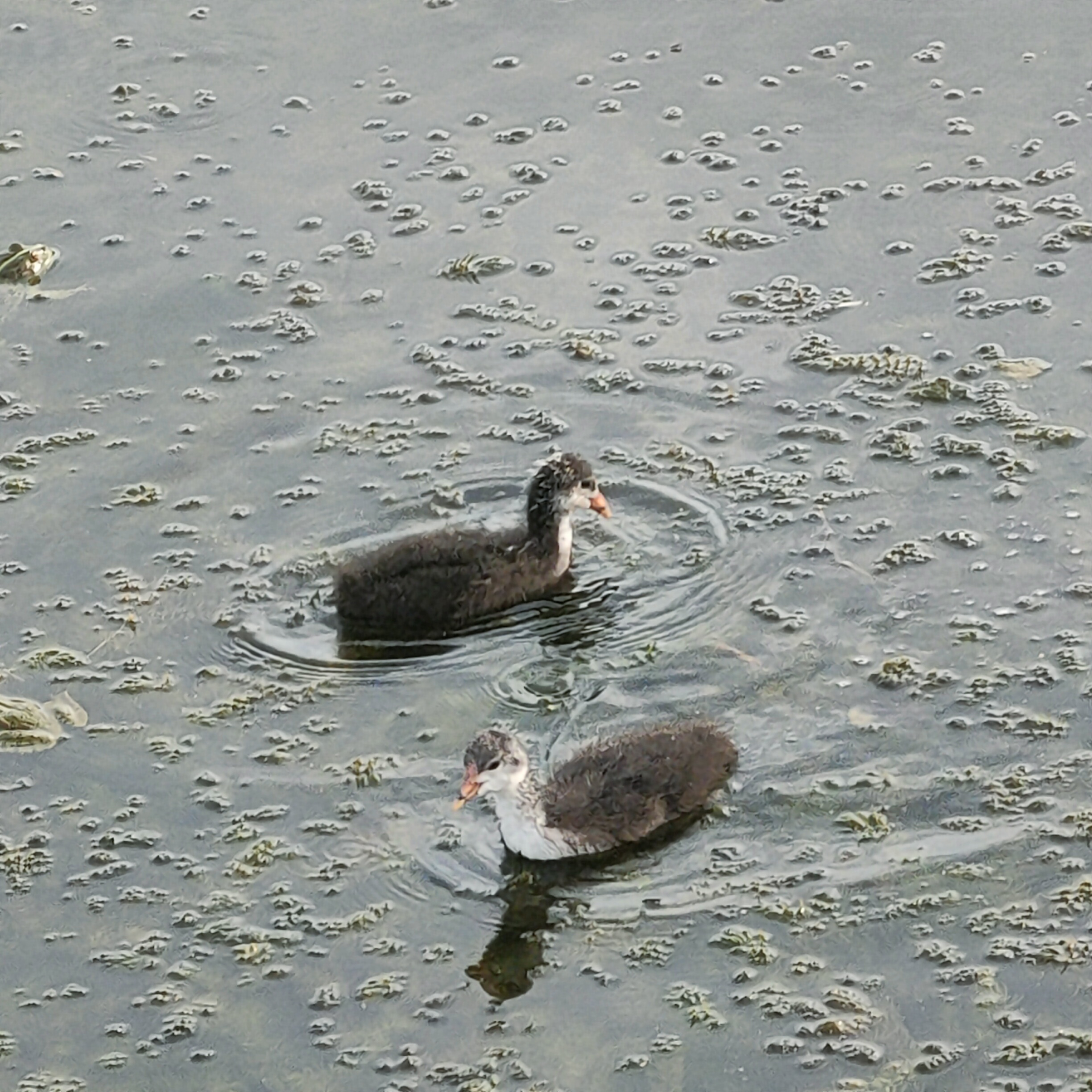 IMG20260725165945.jpg