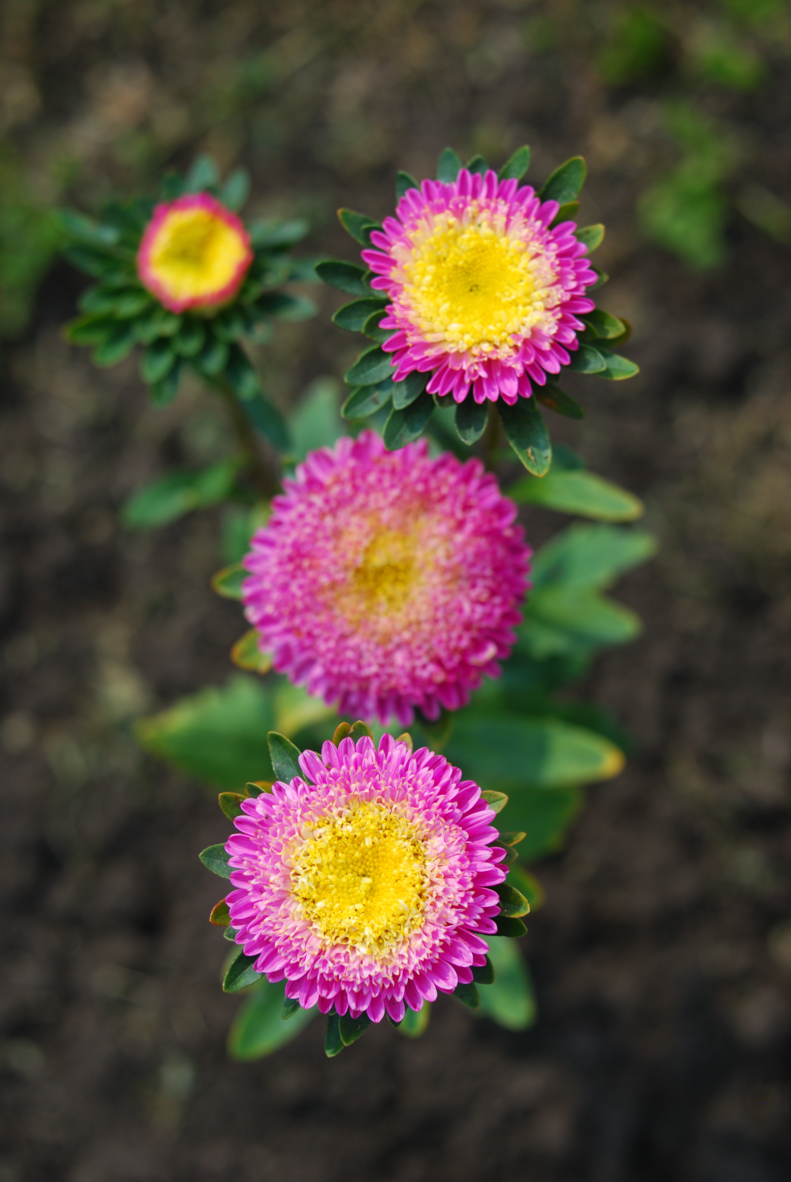 DSC_2165.JPG