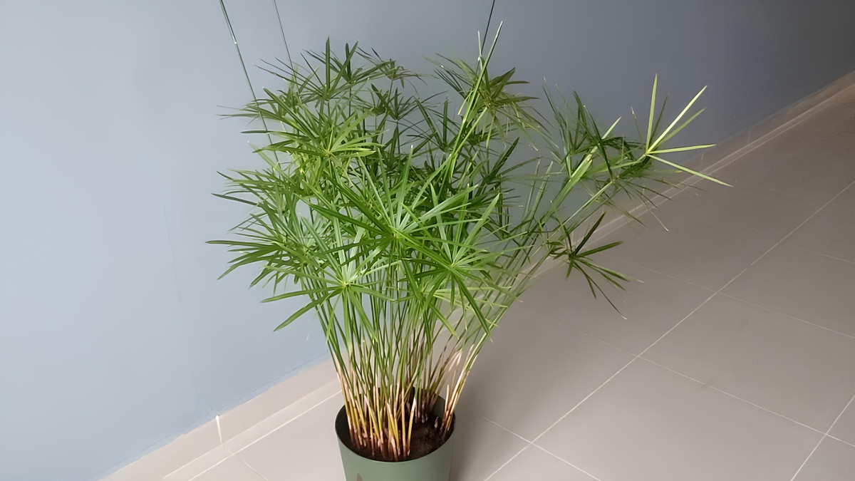 1. Циперус Alternifolius р7 1. Циперус Alternifolius р7