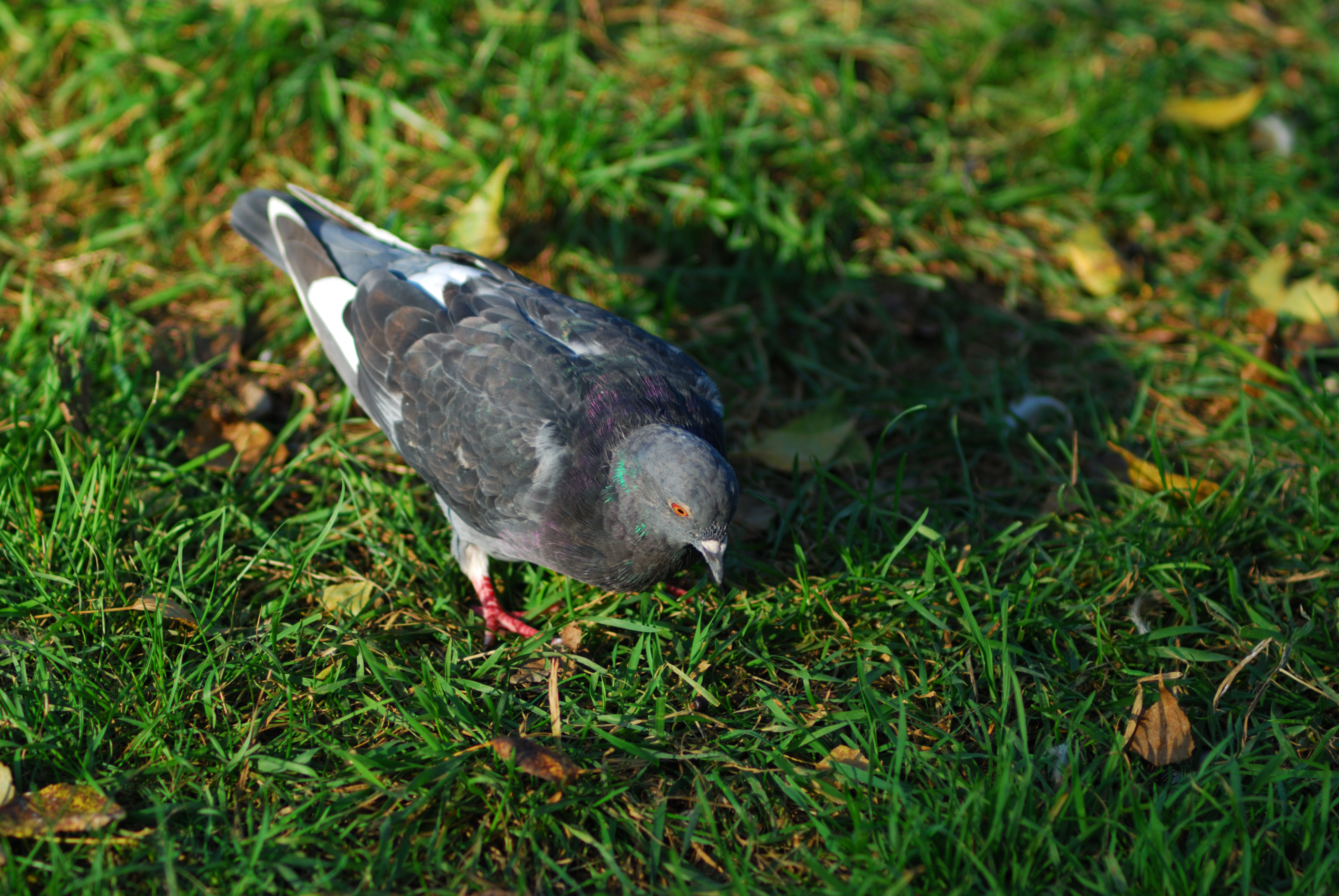 DSC_2976.JPG