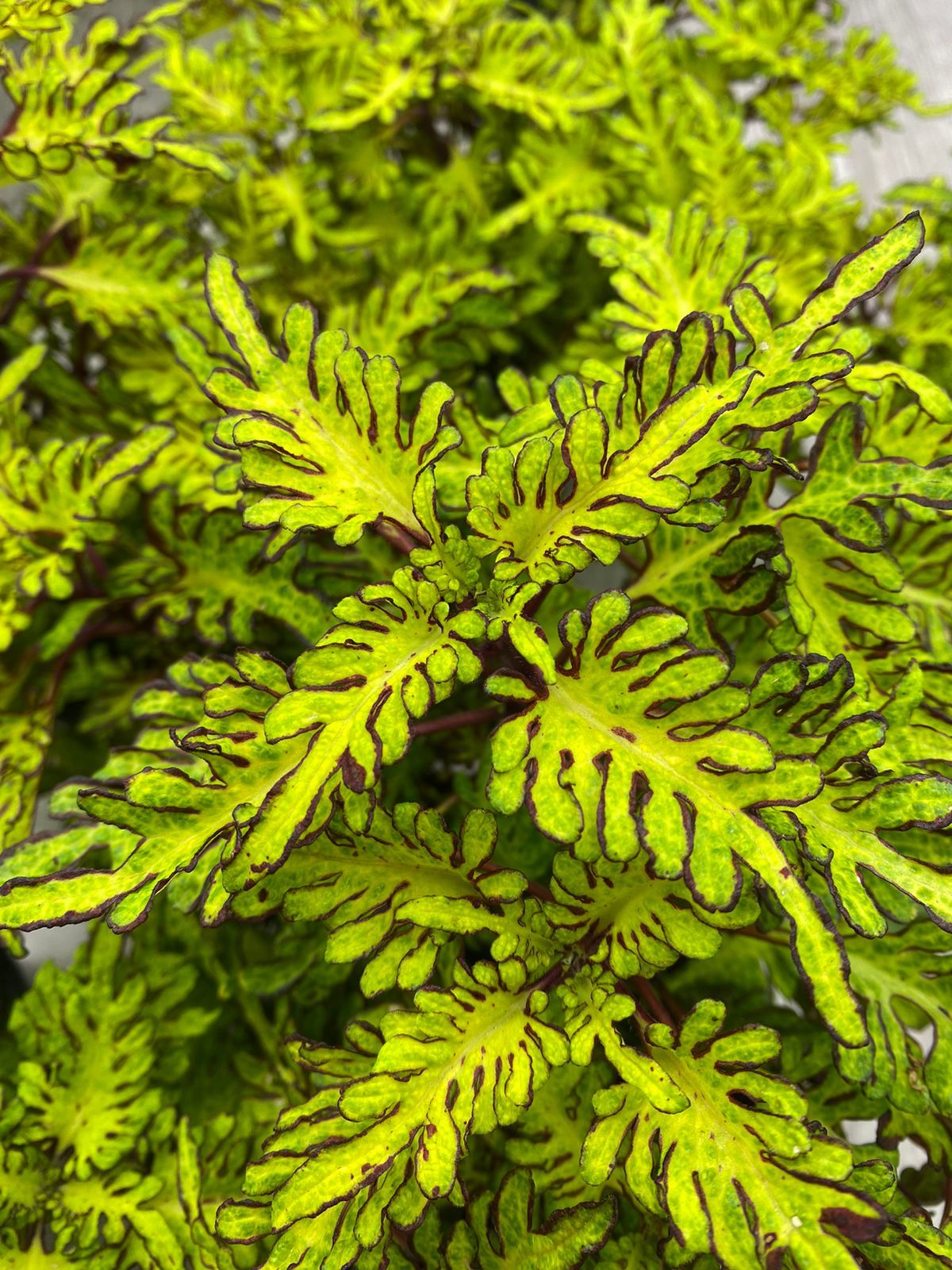 105. Колеус Yellow Dragon р7 105. Колеус Yellow Dragon р7