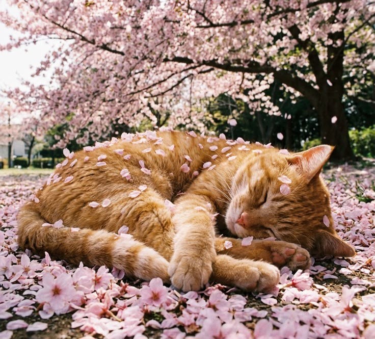кот00004.jpg