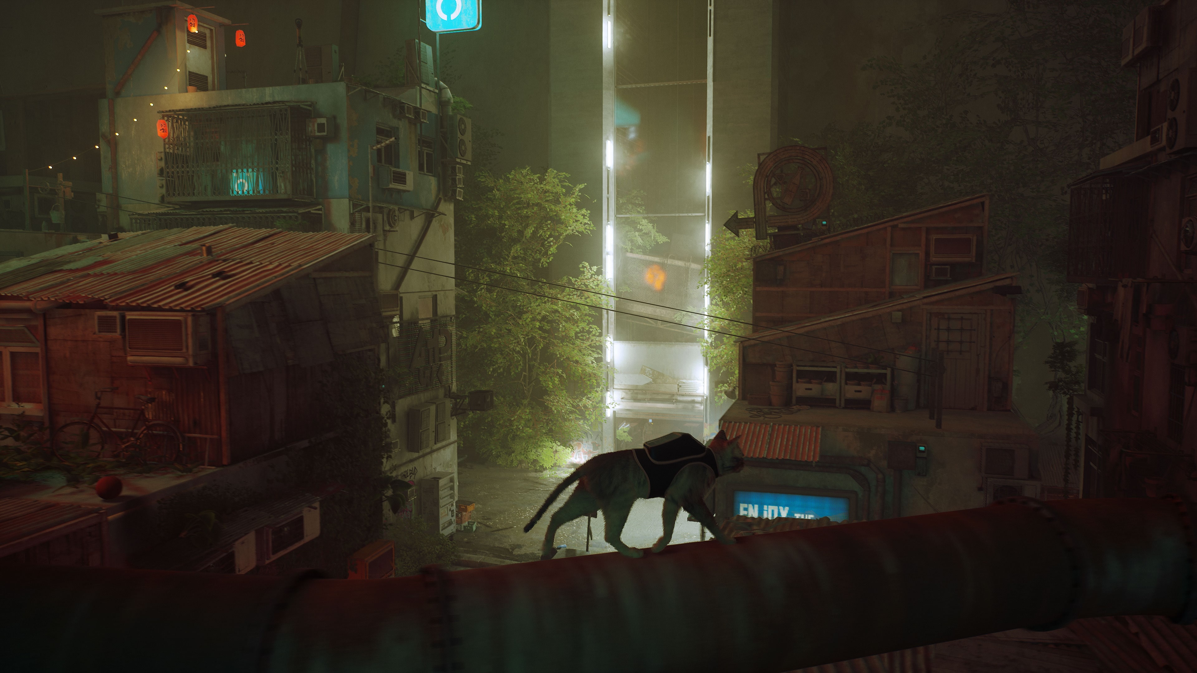 stray-2.jpg