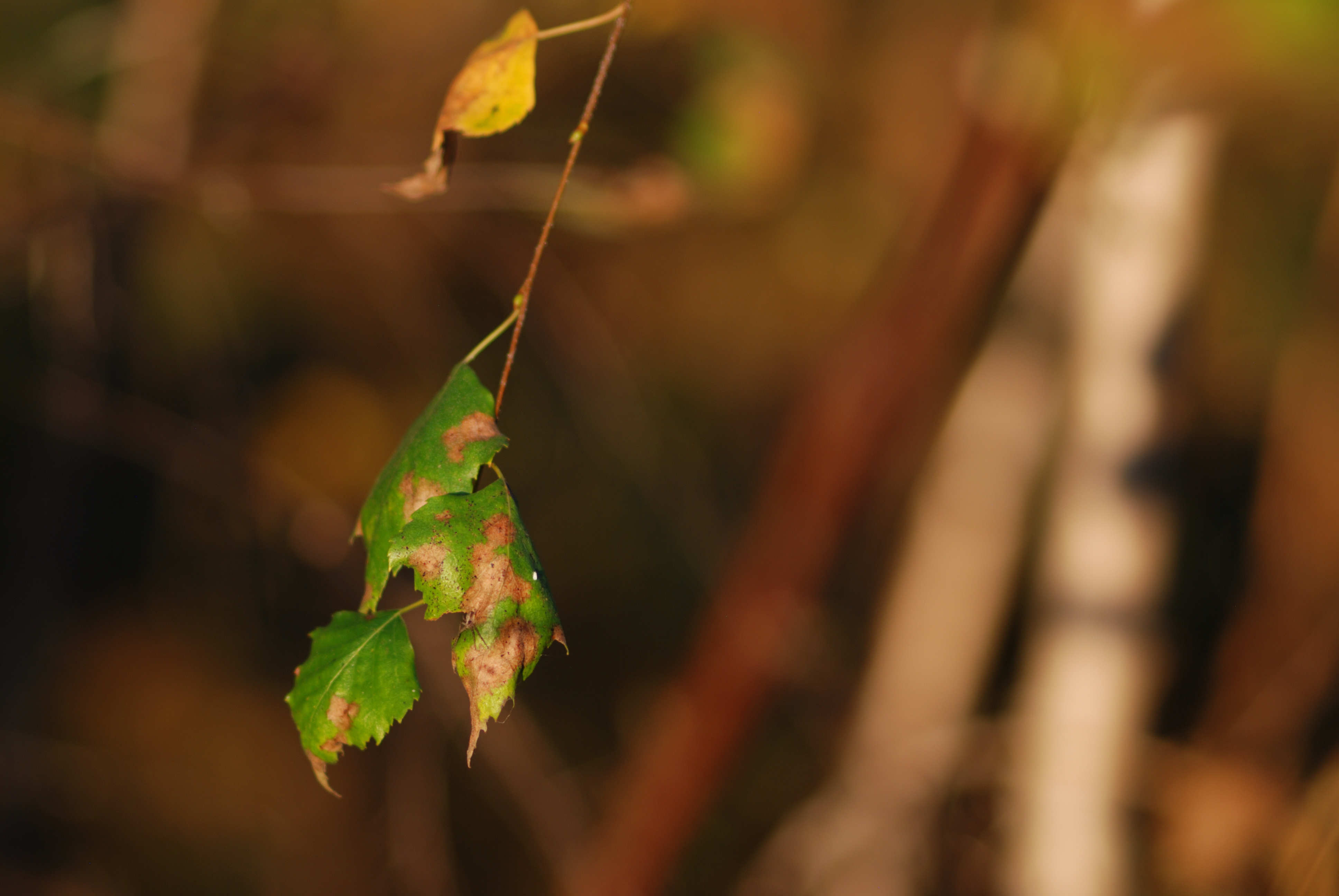 DSC_3188.JPG
