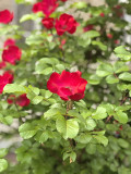 https://i6.imageban.ru/thumbs/2026.05.31/1903cb8ad3e9ff79db98b016b55b148d.jpg